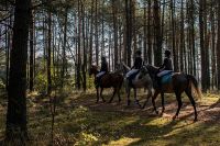 Czytaj więcej: Leśna sesja po-zawodowa