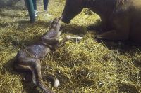 Czytaj więcej: Mamy to! A właściwie go! Powitajcie Kaja, syna Kii :)